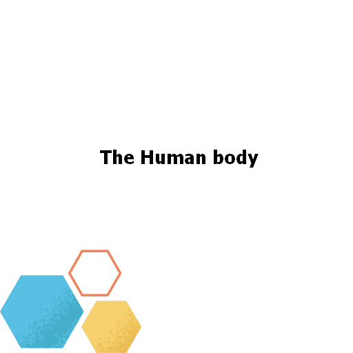 The Human body